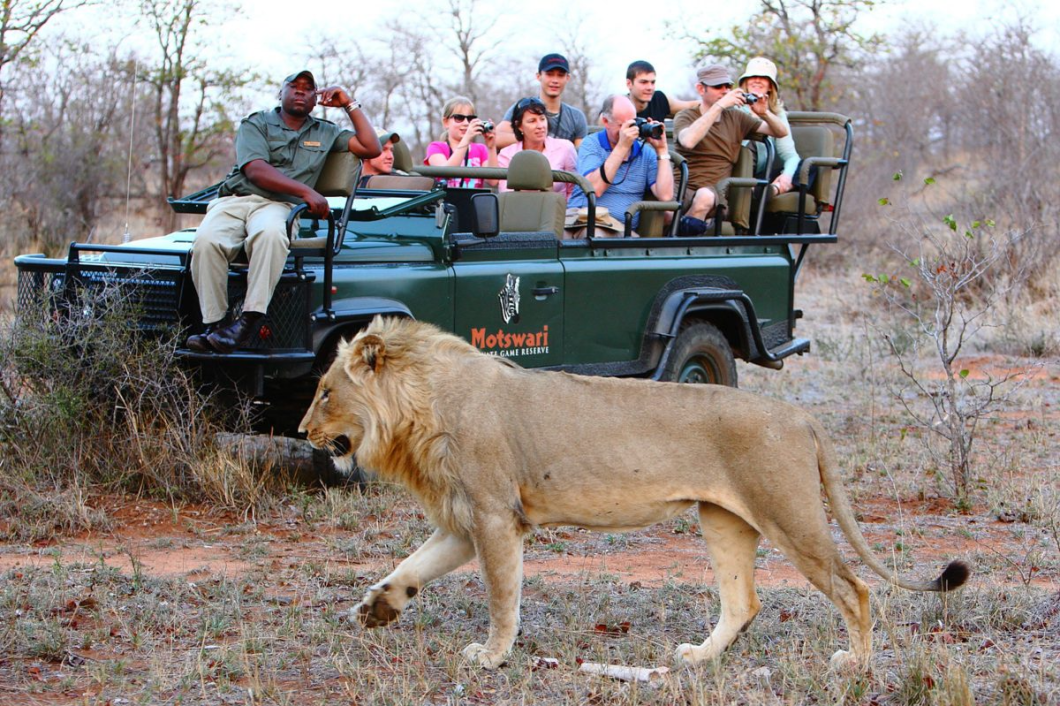 safari