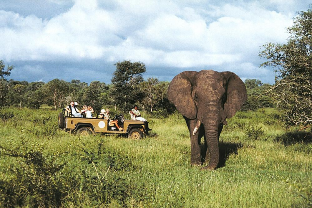 safari3